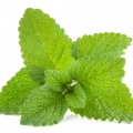 Lemon Balm